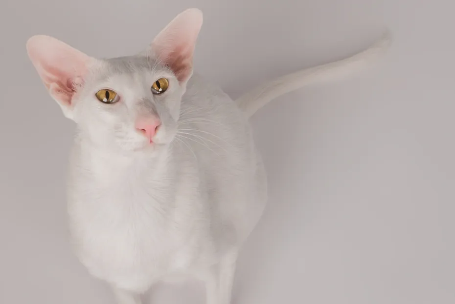 Oriental White Cat