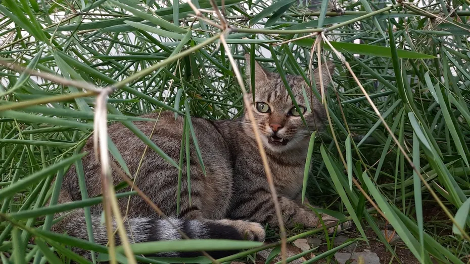 Cat-that-like-to-pose-inside-a-pile-of-twigs-and-bamboo-leaves