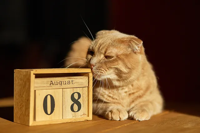 Cat Holidays: Monthly, Weekly & Daily