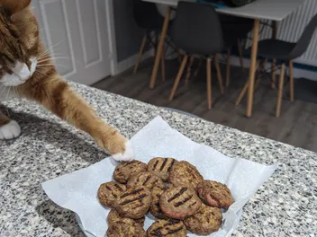 The Thrill of the Hunt: Do Cats Need It to Live a Good Life?