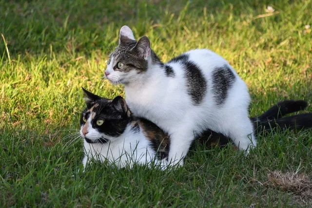 How to Stop a Male Cat From Mounting: 7 Vet-Reviewed Reasons & What To Do