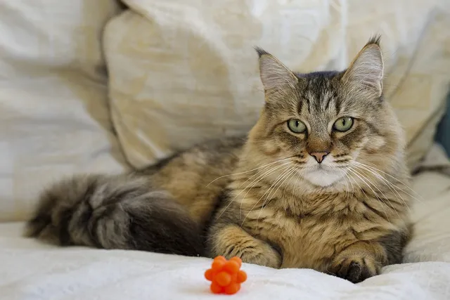How to Tell if Your Cat is Mixed With a Bobcat: Vet Verified Facts vs Myths