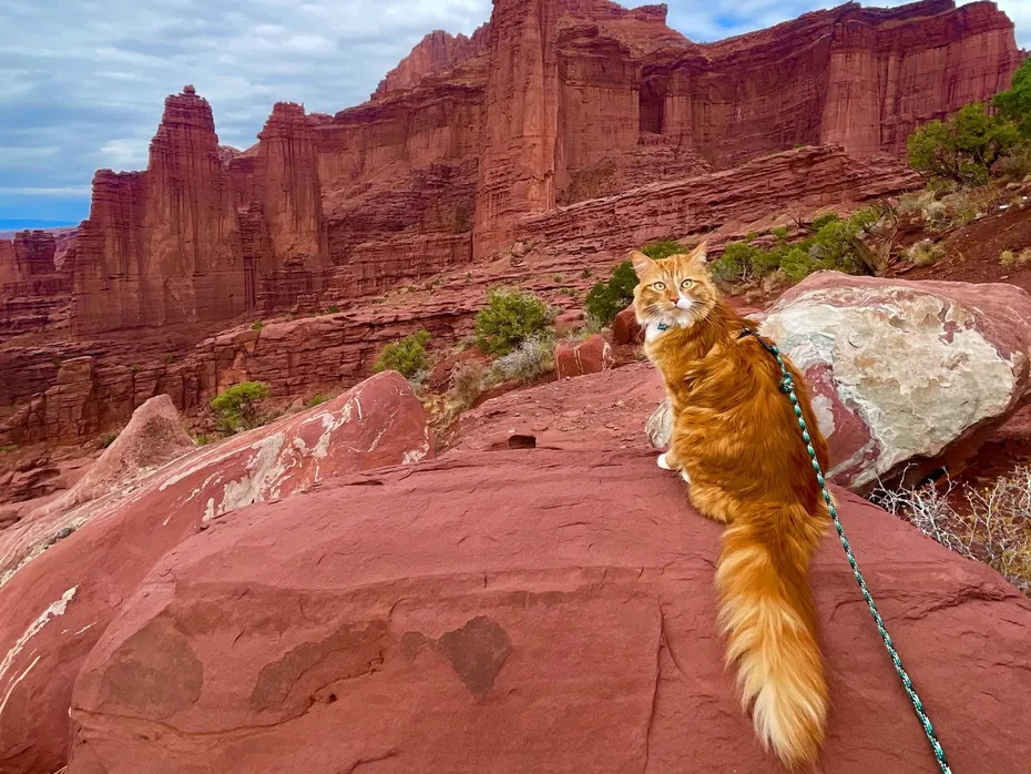 Meet Liebchen, the World-Travelling Adventure Cat A08D89E8-BF70-4075-9718-7BA01556625C_Original
