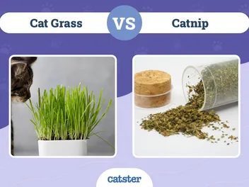 Cat Grass vs. Catnip: Vet-Verified Differences