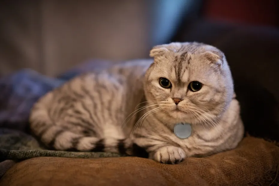 Adorable chubby white and silver scottish fold munchkin