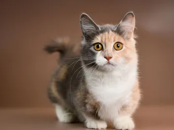 Who Are the Smallest Cats in the World? Interesting Facts & More