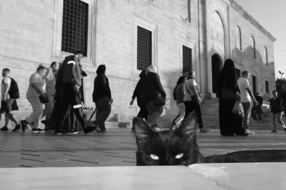 Weekly Mews - Capturing Catstanbul 16