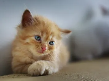 Fading Kitten Syndrome: Our Vet Explains Symptoms, Causes & Treatments