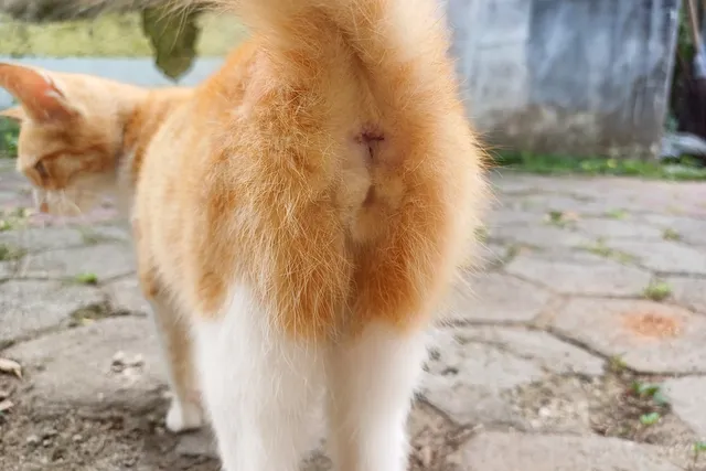 Cat Butts: How They Provide Crucial Info About Your Kitty's Health (Vet-Verified)