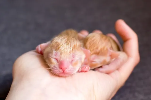 Newborn Kitten Care 101: Guide & Care Sheet for a Healthy Kitty