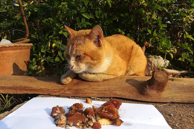 Why Is My Cat Suddenly a Picky Eater? 7 Vet-Reviewed Reasons
