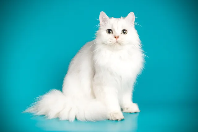 Persian Cat Breed: Info, Pictures, Temperament, Traits & More
