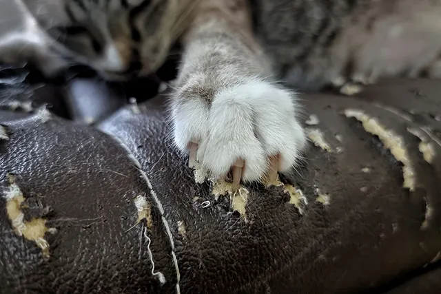 How to Stop Cats From Scratching & Clawing Leather Furniture: 6 Vet-Verified Tips