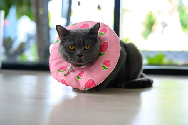 Are There Alternatives to E-Collars for Cats? Vet Approved Options