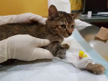 What’s the Cost of Chemotherapy for Cats? 2026 Price Overview (Vet-Verified)