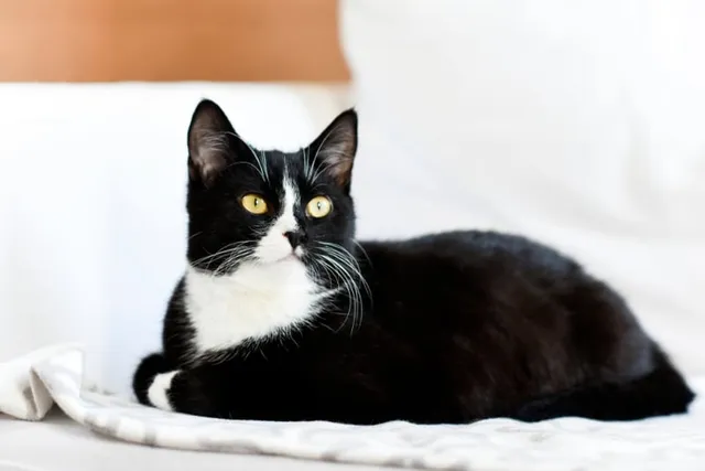 9 Pet-Friendly Hotels in Dallas, TX (2026 Update)