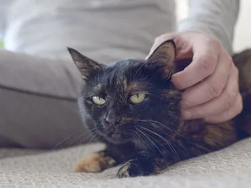 10 Surprising Facts About Cat Ears: Vet-Approved Guide