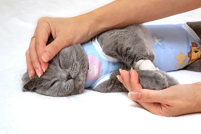 How to Care for Your Cat After Spaying or Neutering: 12 Vet-Approved Tips