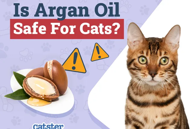 Is Argan Oil Safe for Cats: Vet-Reviewed Health Concerns
