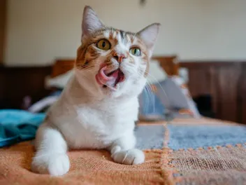 My Cat Is Smacking Their Lips, What's Wrong? Vet-Verified Reasons & Advice