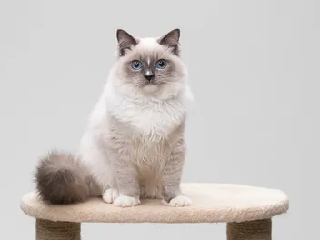 Blue Point Ragdoll Cat Breed Info: Pictures, Temperament & Traits