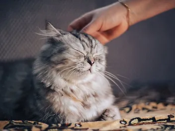 7 Simple Natural Home Remedies for Cat Hairballs (Vet Answer)