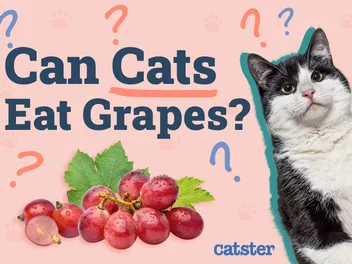 Can Cats Eat Grapes? Vet-Reviewed Nutrition Facts & FAQ