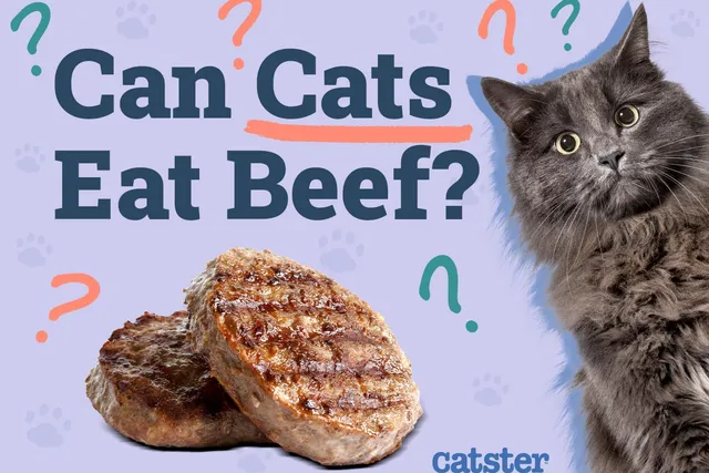 Can Cats Eat Beef? Vet-Reviewed Nutrition Facts & FAQ
