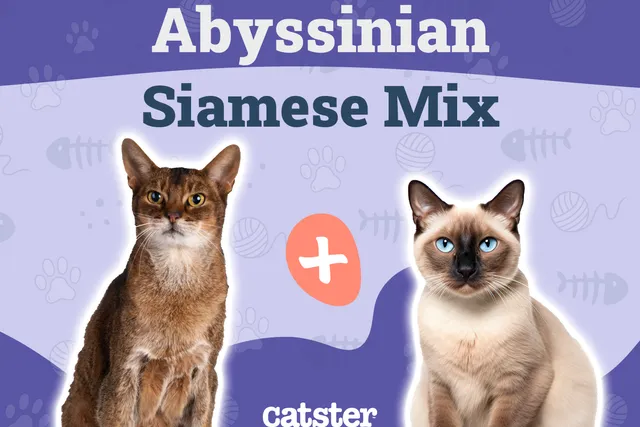 Abyssinian Siamese Mix: Info, Pictures, Care Guide & Temperament