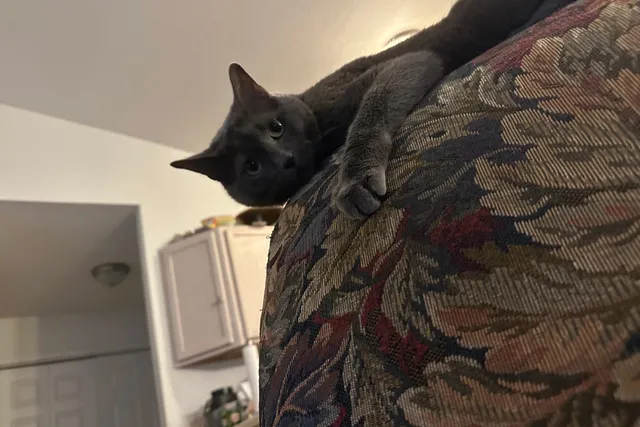 Is Your Cat a Stalker? Olga’s Creepy Ways