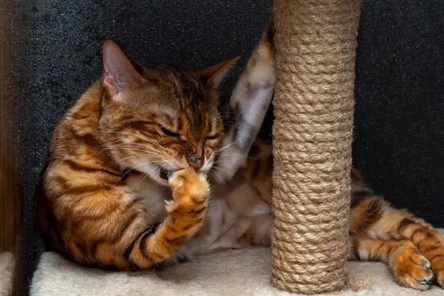Why Does My Cat Bite Their Feet? 7 Vet-Verified Reasons