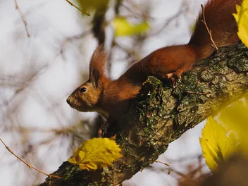 Do Cats Eat Squirrels? Vet-Verified Risks & Considerations