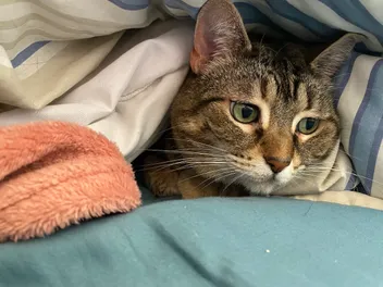 Sleep Shaming or Bio-Hacking: The Science of Feline Polyphasic Sleep