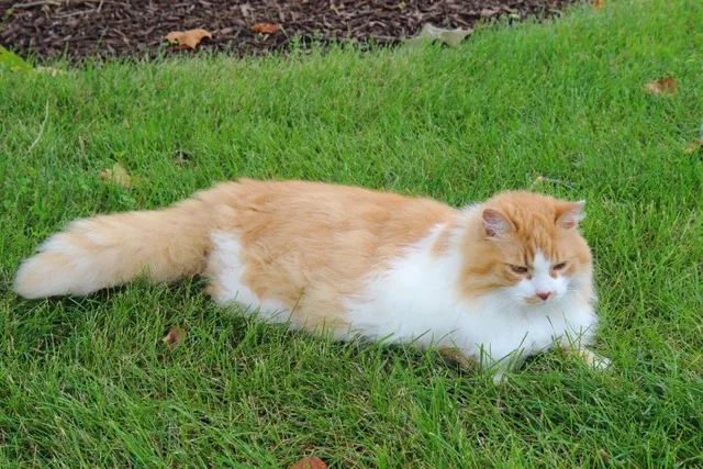 Domestic Longhair Cat Breed: Info, Pictures, Temperament & Traits