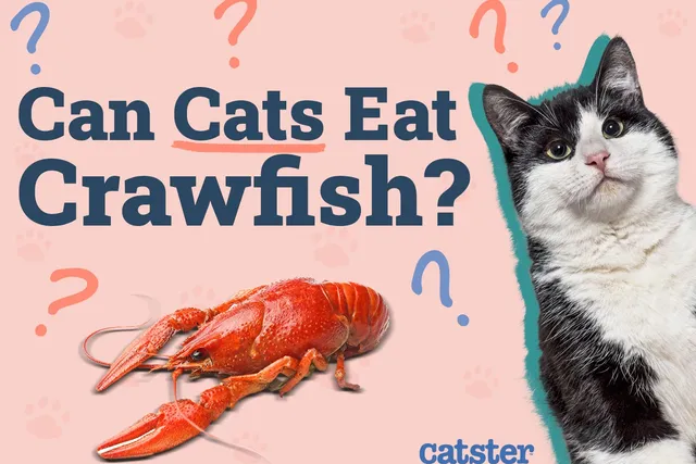 Can Cats Eat Crawfish? Vet-Reviewed Risk & Benefits