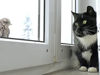 Why Does My Cat Chirp at Birds? 3 Vet-Verified Common Reasons
