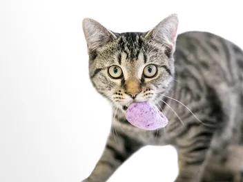 Why Do Cats Bring You Gifts of Toys or Dead Animals? Vet-Reviewed Behavior Guide