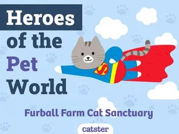 Furball Farm Cat Sanctuary | Heroes of The Pet World