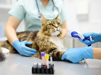 The EU Just Made "Cute but Unhealthy" a Legal Issue