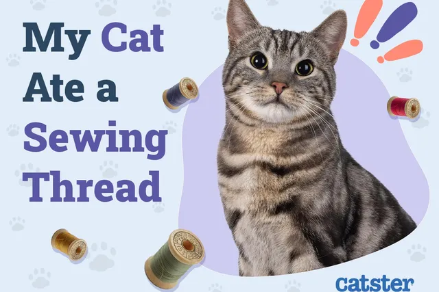 My Cat Ate a Sewing Thread, What Do I Do? Our Vet Answers