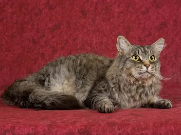 LaPerm Cat: Breed Info, Pictures, Traits & Facts