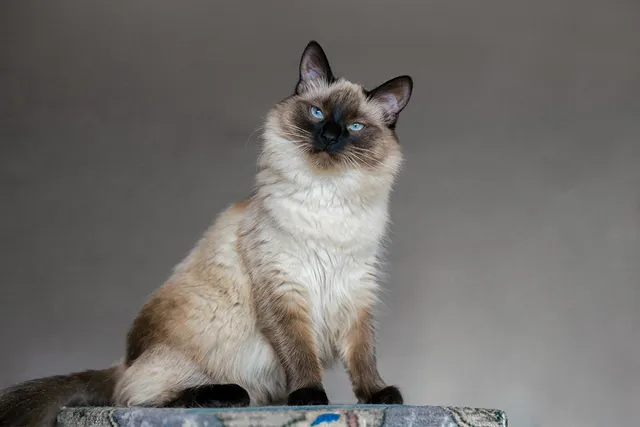 12 Longest Living Cat Breeds (With Info & Pictures)