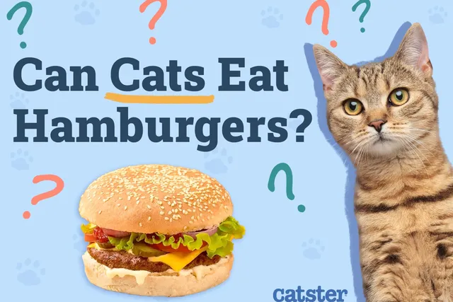Can Cats Eat Hamburgers? Vet-Approved Feline Treats