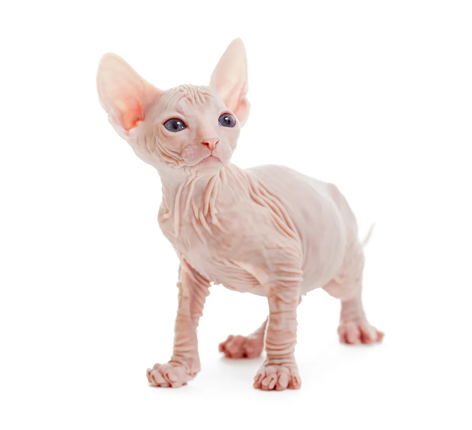 albino Donskoy kitten