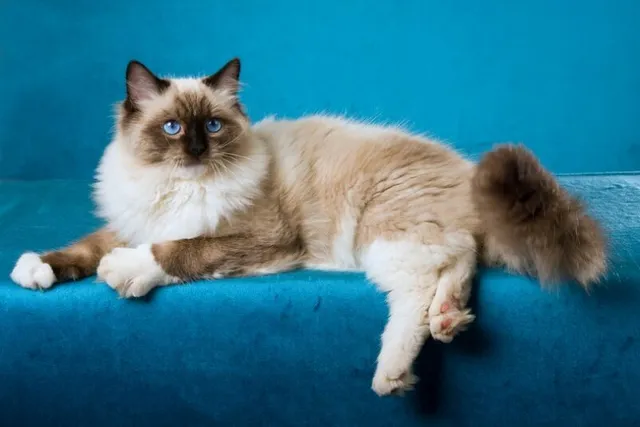 Seal Point Ragdoll Cat Breed Info, Pictures, Temperament & Traits