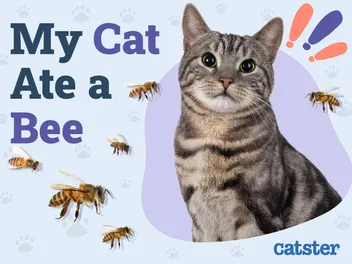 My Cat Ate a Bee! Here’s What to Do (Vet Answer)