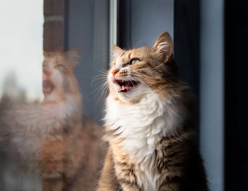 cat meowing or chirping by the window