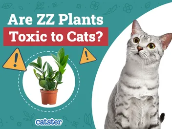 Are ZZ Plants Toxic to Cats? Vet-Reviewed Houseplants Examined