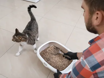 How to Clean a Cat Litter Box: Our Vet Explains (With 10 Easy Steps)