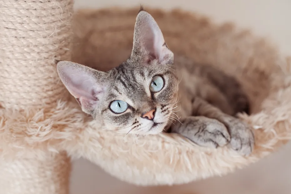 devon rex on a cat tree